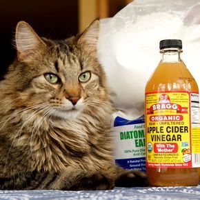 Can Cats Lick Vinegar Can Cats Lick Vinegar
