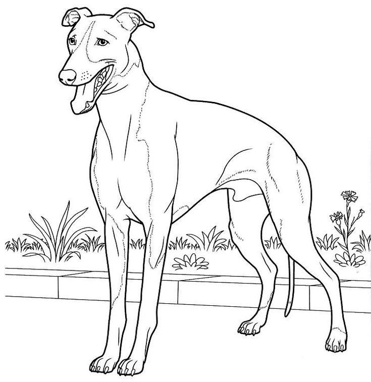 Greyhound Dog Coloring Pages | Grey Hound Dog, Dog Coloring Page, Elephant Coloring Page