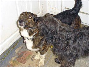 obsessive in dogs best 25 compulsive behavior ideas on symptoms of ocd ocd therapy and ocd obsessive in dogs best 25 compulsive behavior ideas on symptoms of ocd ocd therapy and ocd