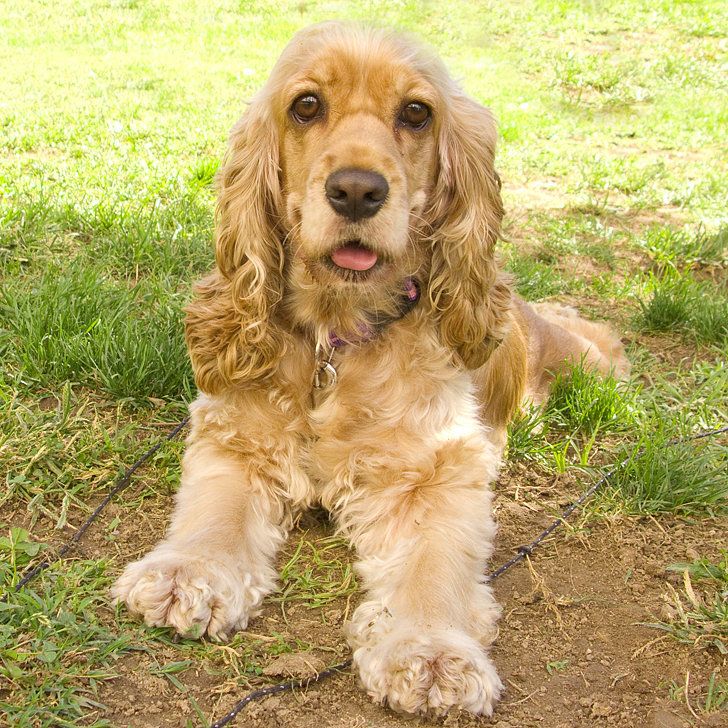 how big do golden cocker retrievers get the 25 best what type ideas on kinesthetic learning style one you quiz how big do golden cocker retrievers get the 25 best what type ideas on kinesthetic learning style one you quiz
