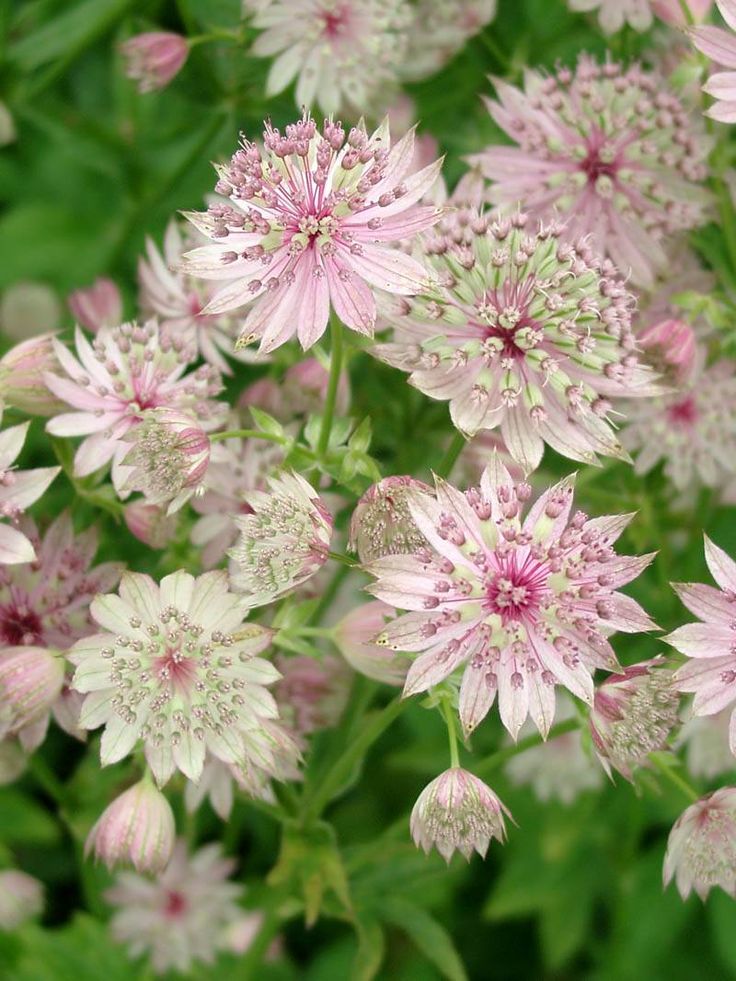 Astrantia major 'Buckland' (Sterndolde) in 2020 Große sterndolde