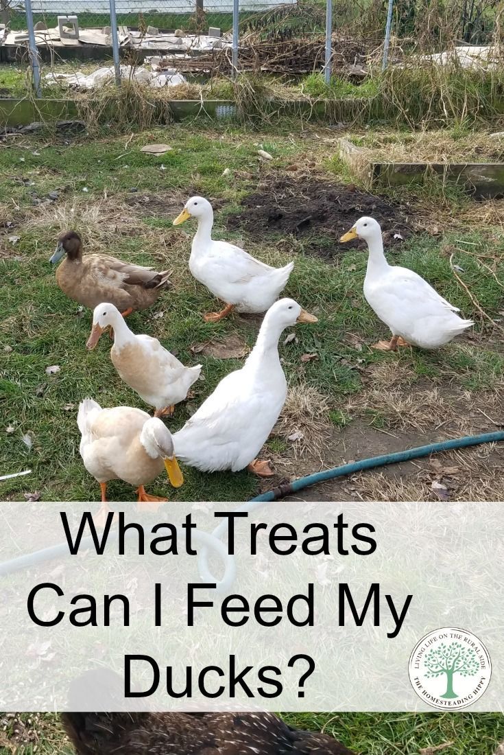 Fodder for chicken, turkeys and ducks Fodder for chicken, turkeys and ducks