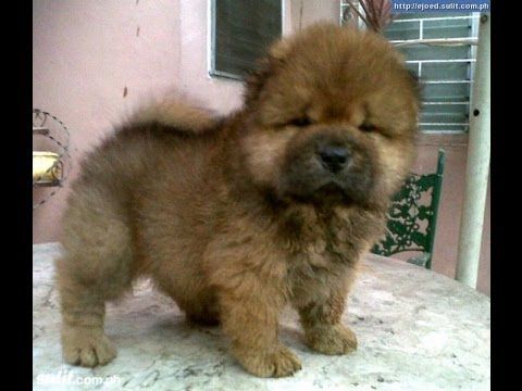 puppies for sale gulfport ms chow chow for sale에 관한 상위 25개 이상의 아이디어 차우 puppies for sale gulfport ms chow chow for sale에 관한 상위 25개 이상의 아이디어 차우