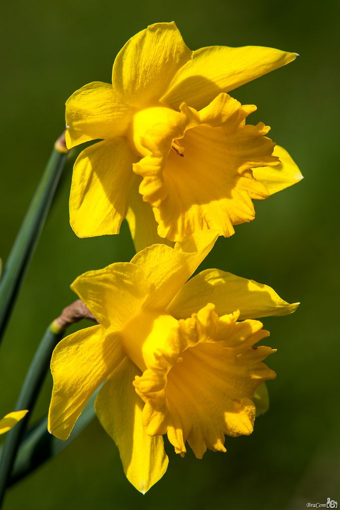 the daffodils White daffodils are often called narcissus, although narcissus is the genus name of all daffodils the color can be bright white in some daffodils, or a more creamy, off-white shade silver chimes, for example, has up to 12 creamy white flowers on one stem hybrids of the triandrus species are also usually white. the daffodils White daffodils are often called narcissus, although narcissus is the genus name of all daffodils the color can be bright white in some daffodils, or a more creamy, off-white shade silver chimes, for example, has up to 12 creamy white flowers on one stem hybrids of the triandrus species are also usually white.