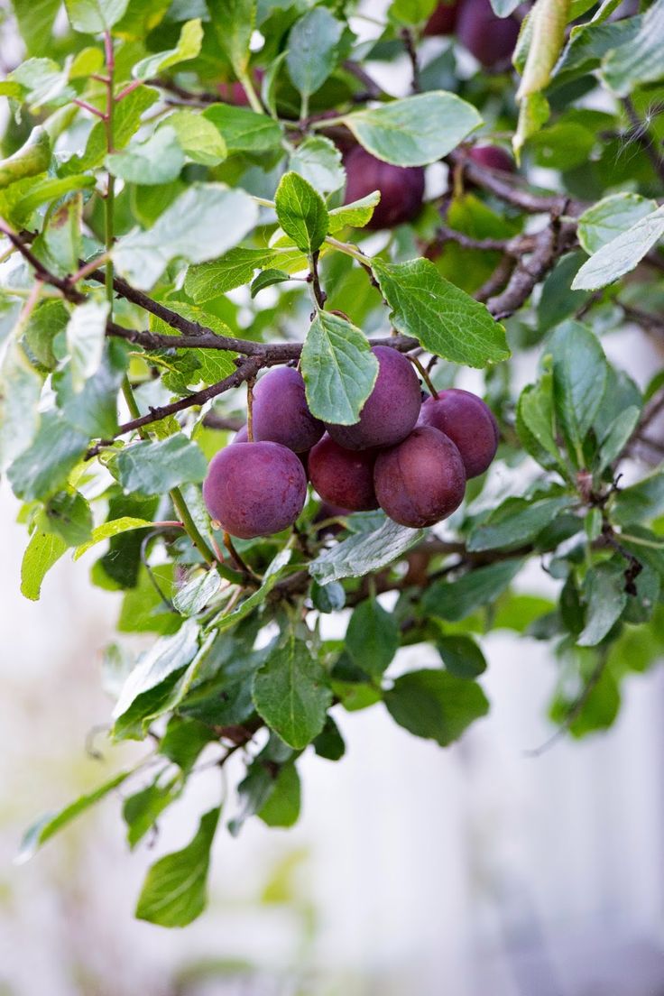 Colon-shaped plums: planting and care. Pruning of a column-shaped plum Colon-shaped plums: planting and care. Pruning of a column-shaped plum