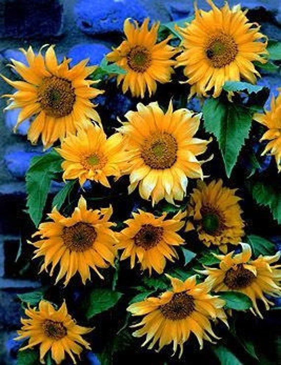 Planting Sunflower Seeds Depth