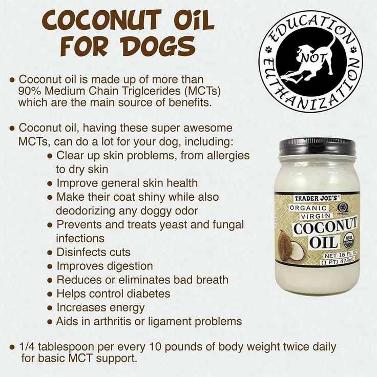 benefits of coconut for dogs best 25 spots ideas on benedryl for dogs benadryl for cats and benefits of coconut for dogs best 25 spots ideas on benedryl for dogs benadryl for cats and