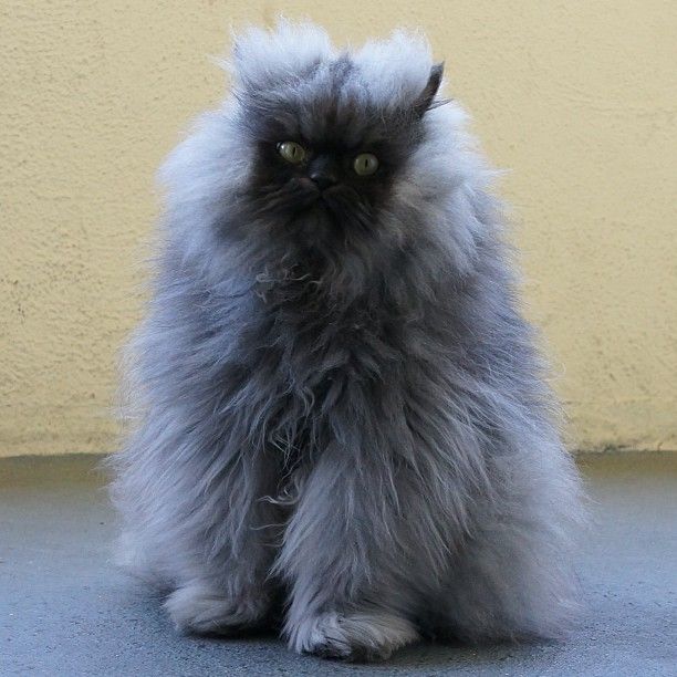 Fluffy Long Haired Tortoise Cat Fluffy Long Haired Tortoise Cat