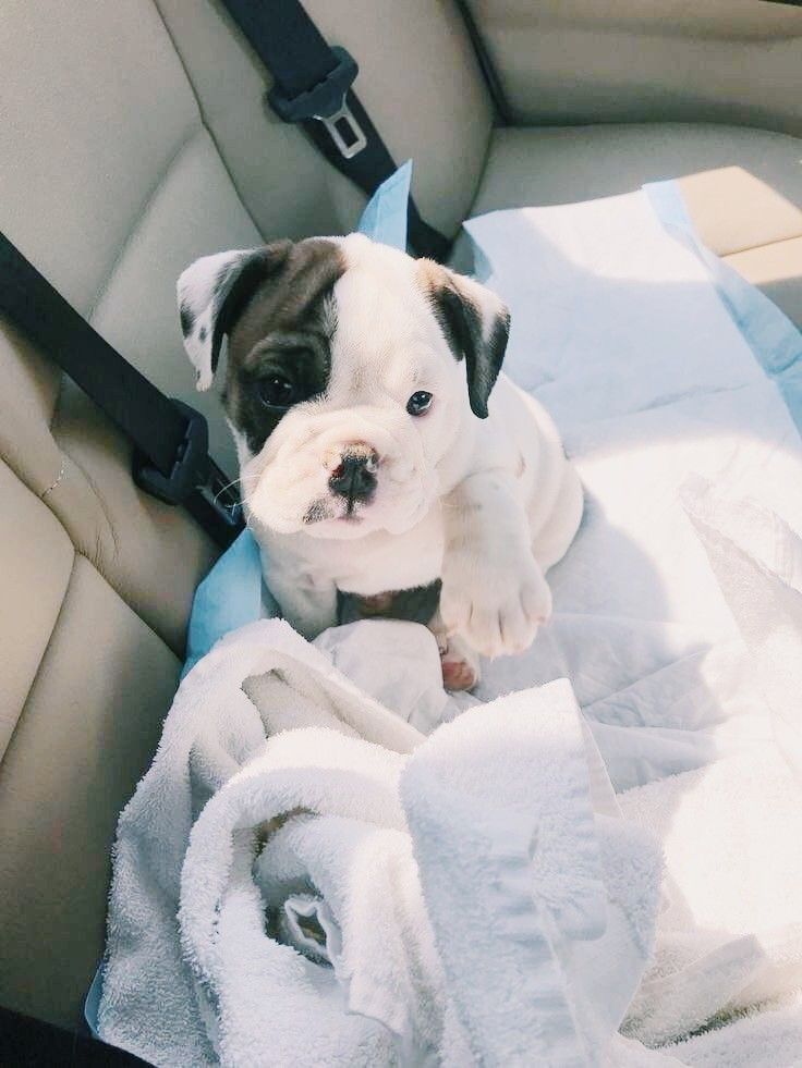 Pin By Emily Manning On Doggos Animals Puppies Boston Terrier