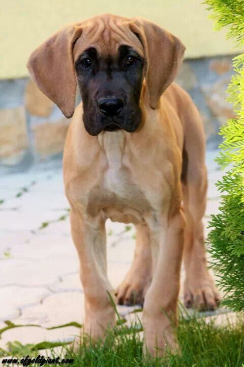 fawn great dane puppies best 25 great danes ideas on great dane puppies big dogs and gentle fawn great dane puppies best 25 great danes ideas on great dane puppies big dogs and gentle