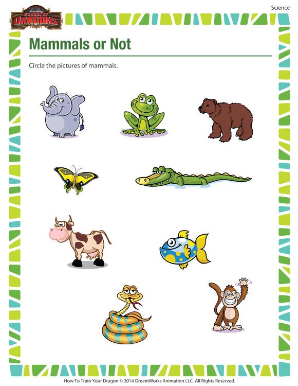Mammals Or Not Science Printable For Kindergarten On