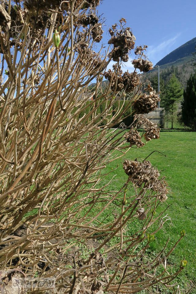 Limelights In A Pot Prune In Late March Or Early April Feed Once A Year With Balanced Fertilizer Little Lime Hydrangea Planting Hydrangeas Limelight Hydrangea