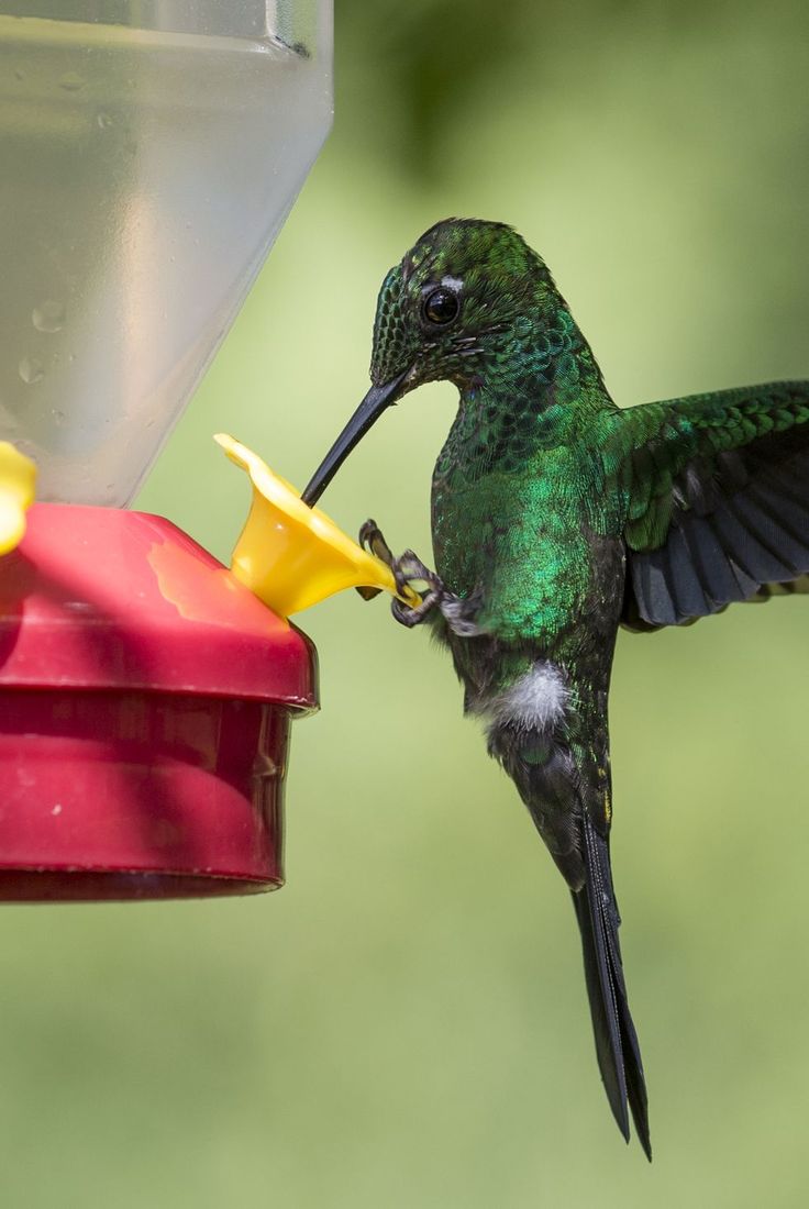 15 Fascinating Facts About Hummingbirds and How to Attract