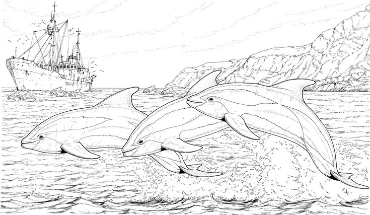 o-excellent-dolphin-coloring-pages-printable-baby-dolphin-coloring