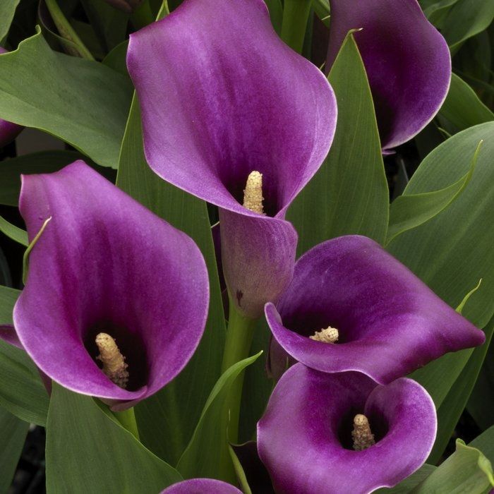 447 best krāsainās kallas images on pinterest calla lily 447 best krāsainās kallas images on pinterest calla lily