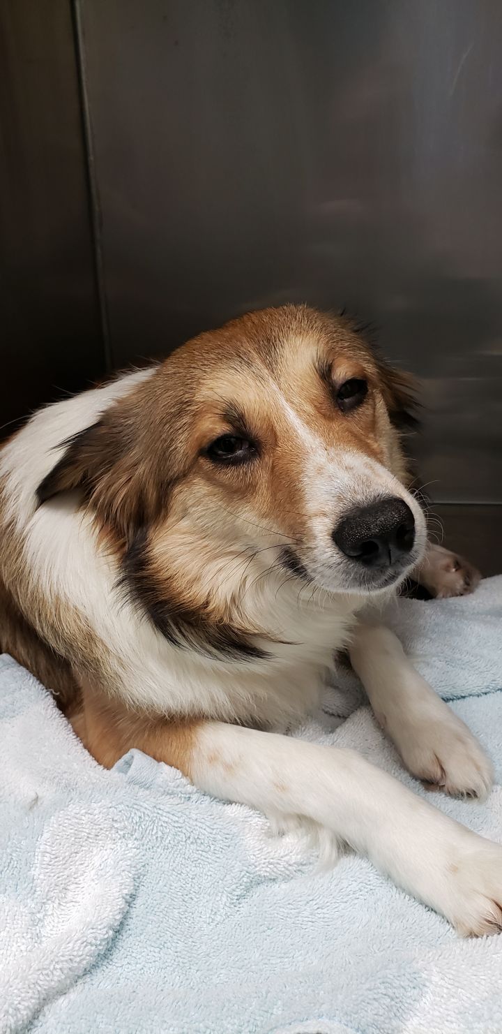 Adopt Honey On Corgi Aussie Mix Pet Search Corgi Mix