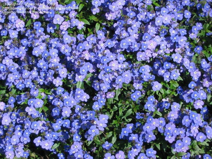 43 Best Ground Covers Images On Pinterest Flower Gardening Creeping Veronica Sdwell Georgia Blue Umbrosa It Blooms In The Spring