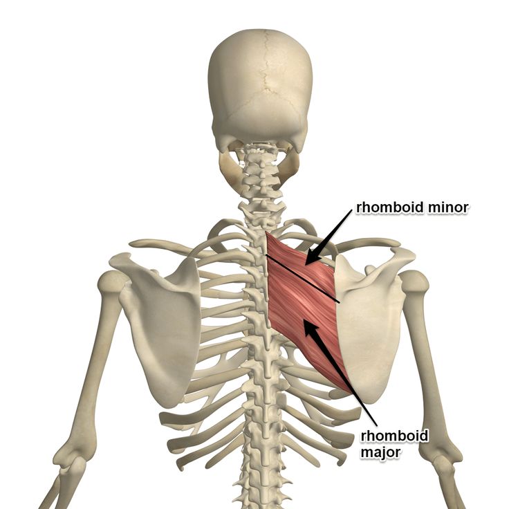 The Rhomboids is the Muscle of the Month at Yoganatomy.com | Muscle