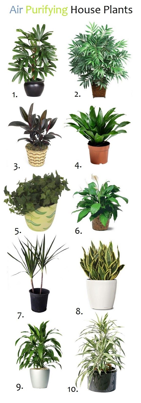 best 25+ bamboo house plant ideas on pinterest | bamboo palm, air best 25+ bamboo house plant ideas on pinterest | bamboo palm, air