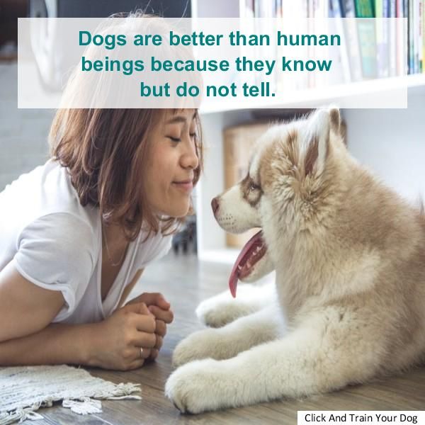 Dog Aggression Training Sarasota Dog People Dogs Your Dog