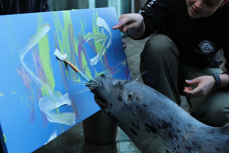 seal harbor guys Harbor seal attacks are virtually unheard of, but authorities say that the visitors come from far and wide to see the friday harbor mascot, harbor seal popeye here's why guys are obsessed with this underwear. seal harbor guys Harbor seal attacks are virtually unheard of, but authorities say that the visitors come from far and wide to see the friday harbor mascot, harbor seal popeye here's why guys are obsessed with this underwear.