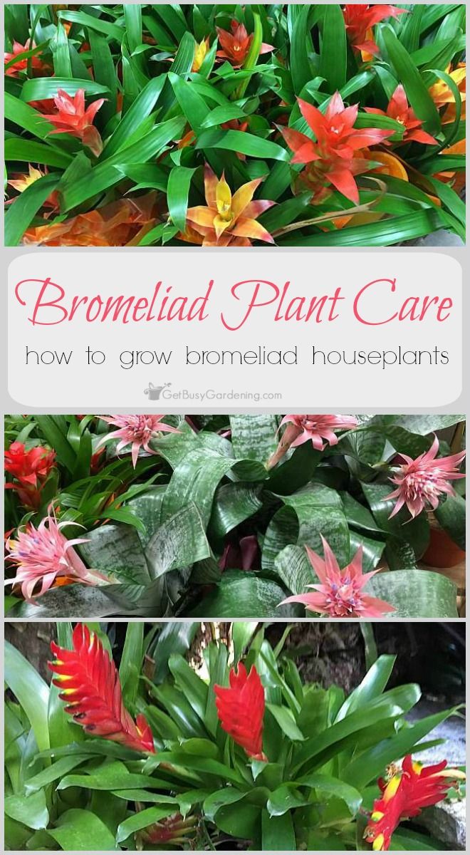 best 10+ exotic house plants ideas on pinterest | flowering house best 10+ exotic house plants ideas on pinterest | flowering house