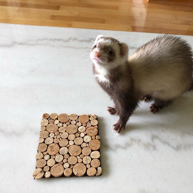 rencontre entre furet
