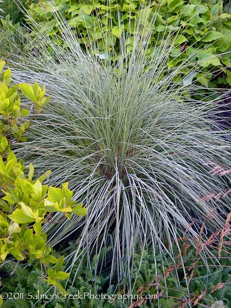 8 Best Sy Gry Images On Pinterest Garden Gr And Muhlenbergia Lindheimeri Is Available At Digging Dog Mail Order Nursery Long Open Calamagrostis Like Panicles Are Colored In Muted Purplish Gray Tones