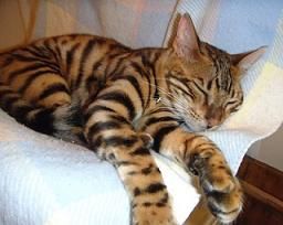 Bengal Cat Society Uk Bengal Cat Society Uk
