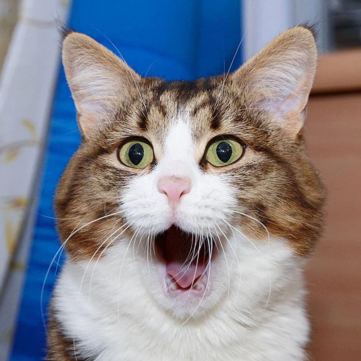 Смешные ржачные котики