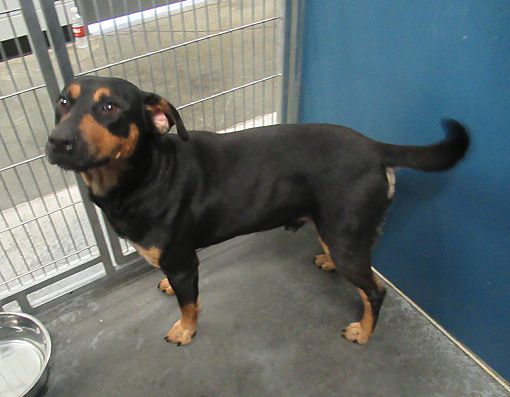 Henderson Nc Rottweiler Meet Roxi A Dog For Adoption