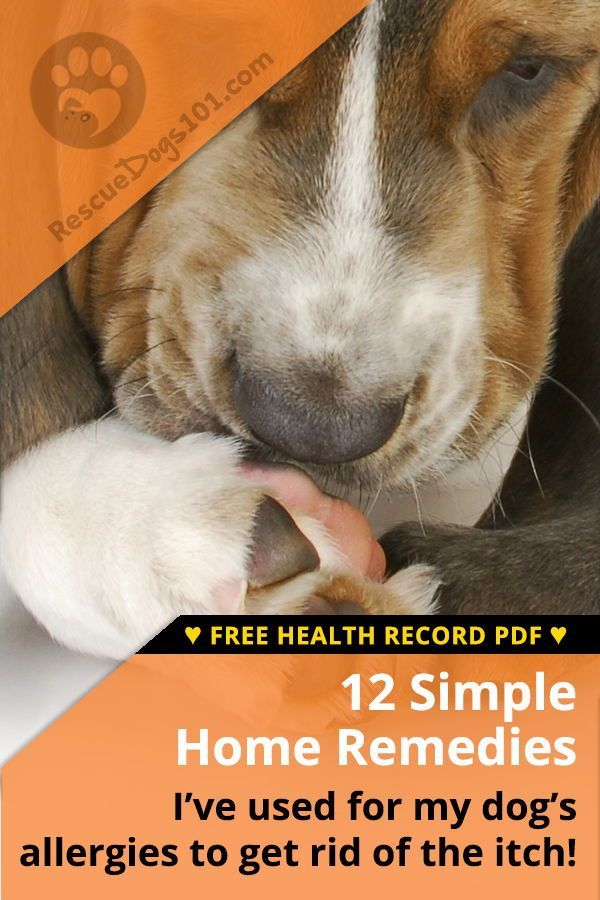 The Ultimate Guide To Home Remedies For Dog Allergies Dog Skin