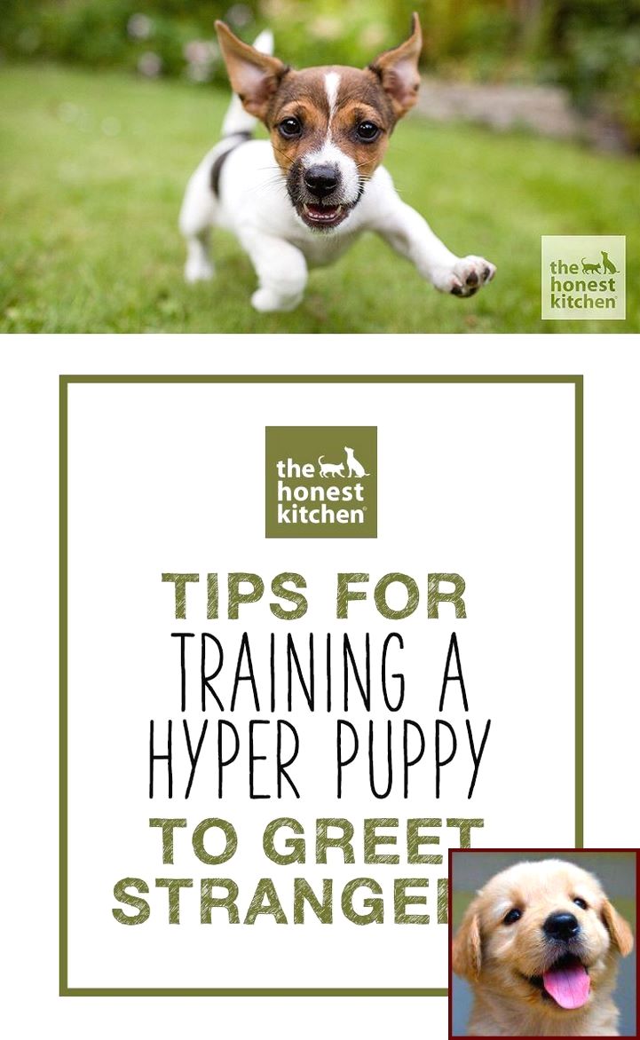 House Training A Puppy When You Work And Dog Training Courses In