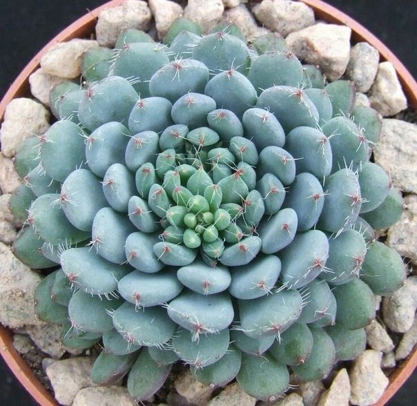 cacti succulents 10 seeds of Aloe castanea succulents seed R