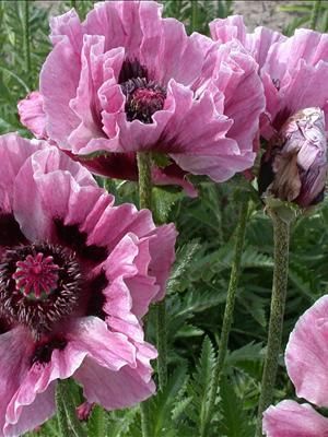 Common Garden Flowers Pink 230 best beautiful flowers images on pinterest | plants, flower Common Garden Flowers Pink 230 best beautiful flowers images on pinterest | plants, flower