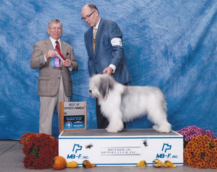 Choosing A Dog Breed Quiz Australia Choosing A Dog Breed Quiz Australia