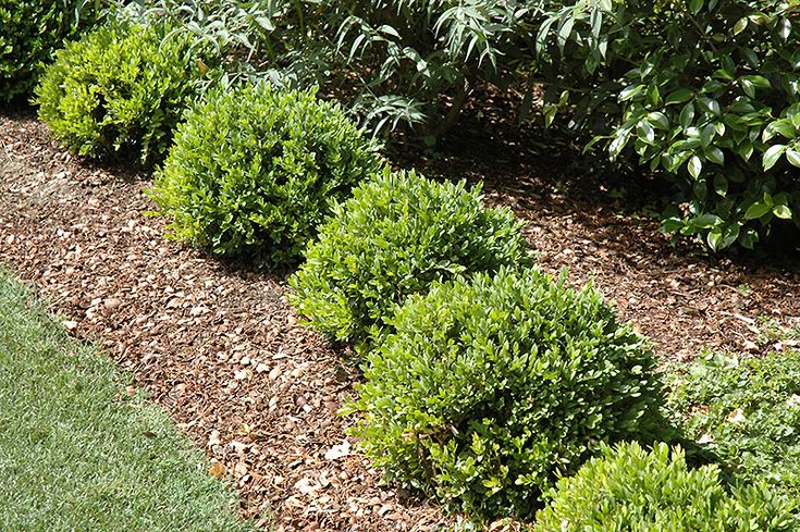 Green Velvet® Boxwood (Buxus 'Green Velvet') at Gertens | Green velvet