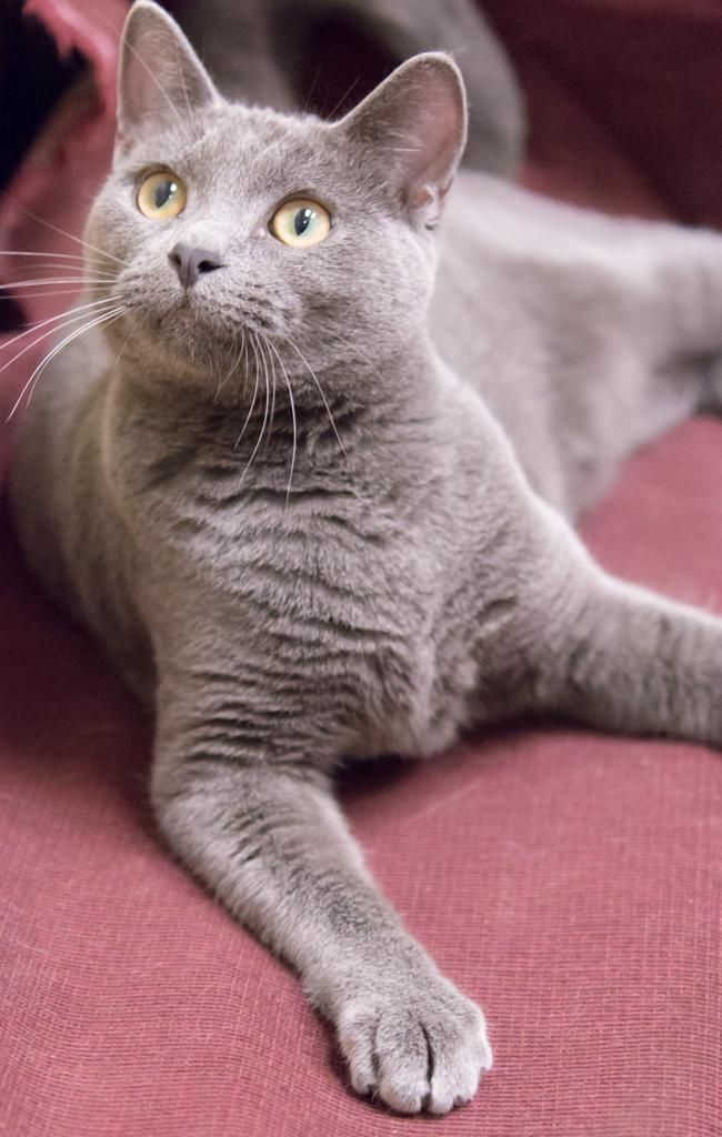 short haired tabby russian blue short haired tabby russian blue