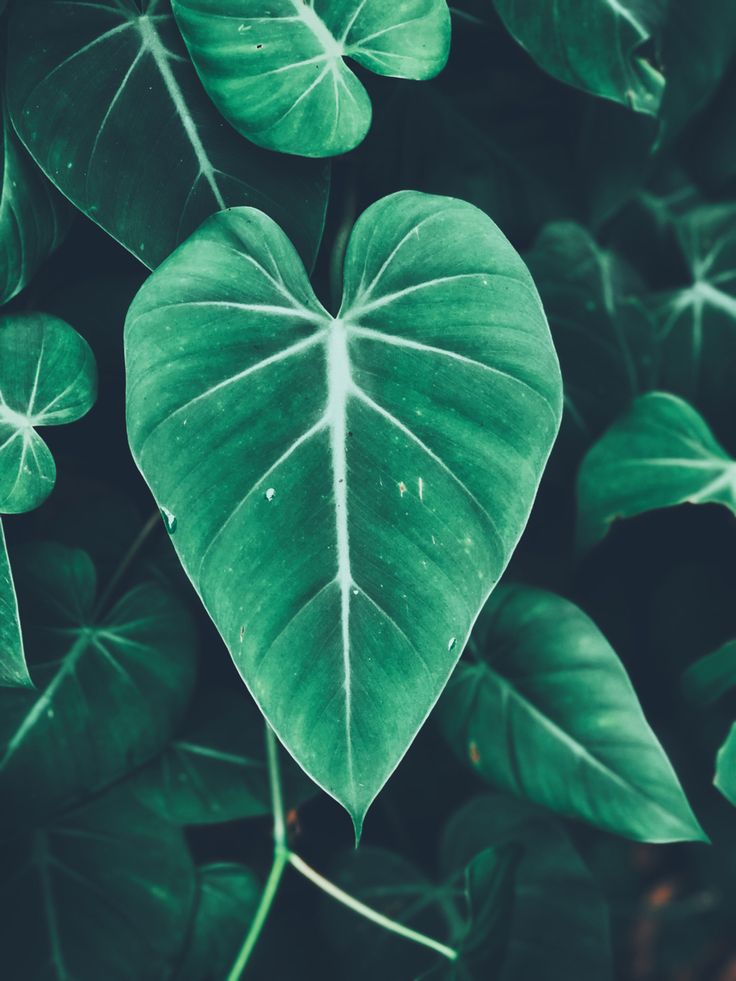 Pin by oliviiaa🍯🧸🦋 on Aesthetic | Plant leaves, Plants, Leaves