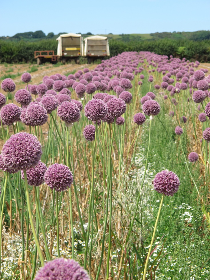 Best 20 Garlic Flower Ideas On Pinterest Purple Garden Bulb Elephant Garlic Flowers Allium Ampeloprasum Var Is A Plant