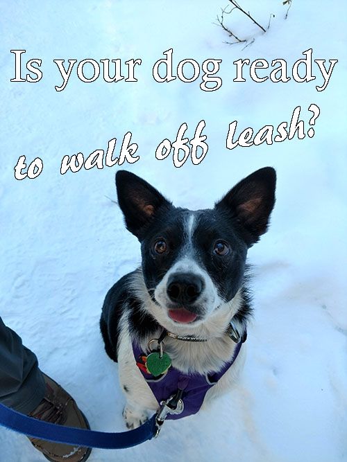 Not Every Dog Is Ready To Walk Or Hike Off Leash If They Re Not