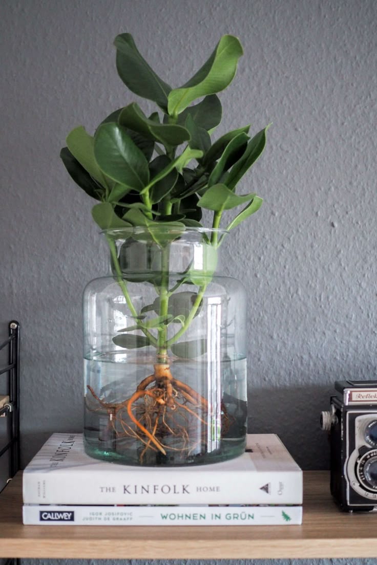 Water Plants, die pflegeleichte Zimmerpflanze. Alles über den neuen Trend, wie ...