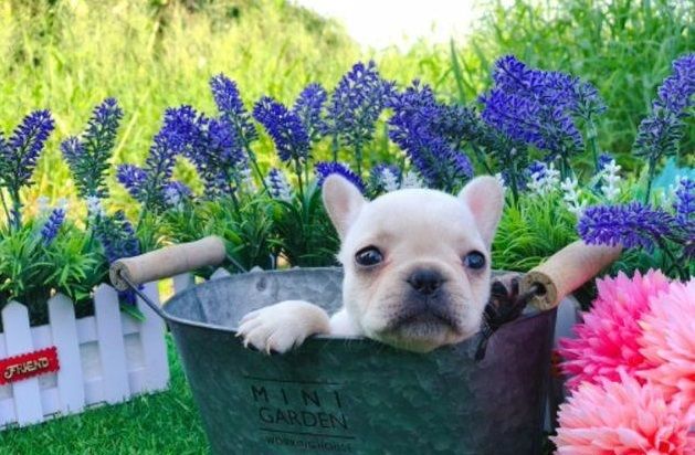 French Bulldog Puppy For Sale In New York Ny Usa Adn 101578 On