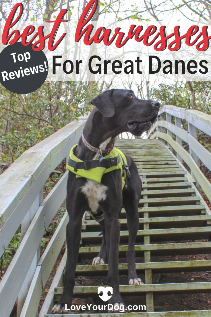 Best Xxl Harnesses For Great Danes Ratings Reviews Great Dane