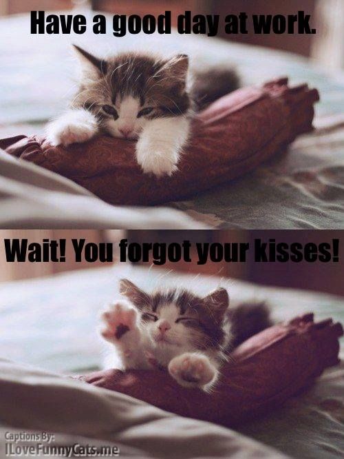 171 best good morning images on pinterest good morning quotes 4ae4d223818af9a044258ddf918501d5 wake up sleepy kitty 171 best good morning images on pinterest good morning quotes,Cute Have A Good Day Memes