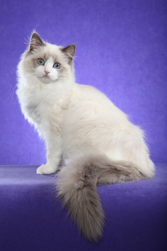 Deg Breeds Best With Cats Deg Breeds Best With Cats