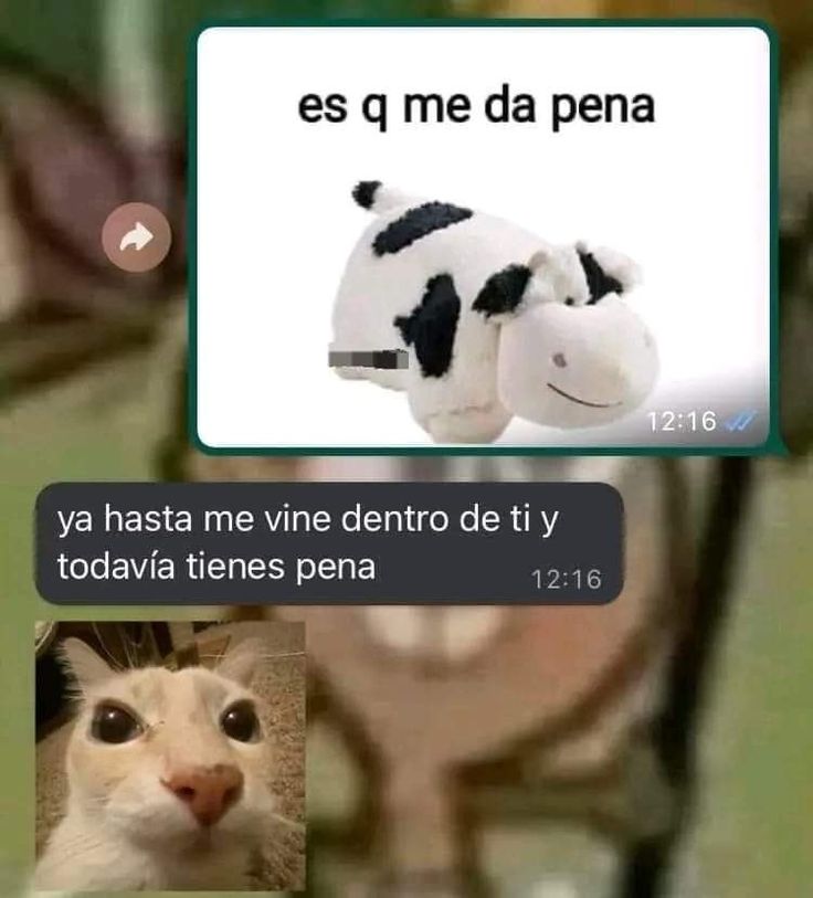 A Cat Is Sitting Next To A Stuffed Animal That Says Es Que Me Da Pena a-cat-is-sitting-next-to-a-stuffed-animal-that-says-es-que-me-da-pena