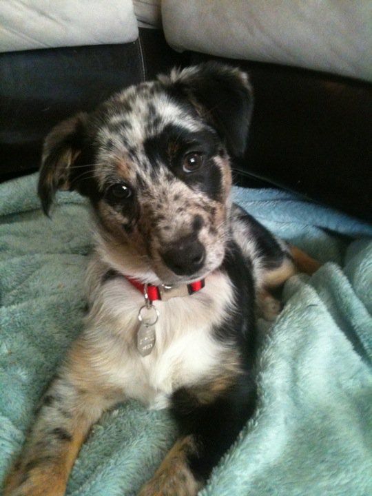 australian shepherd with german shepherd 25 best australian sheep dogs ideas on pinterest australian australian shepherd with german shepherd 25 best australian sheep dogs ideas on pinterest australian