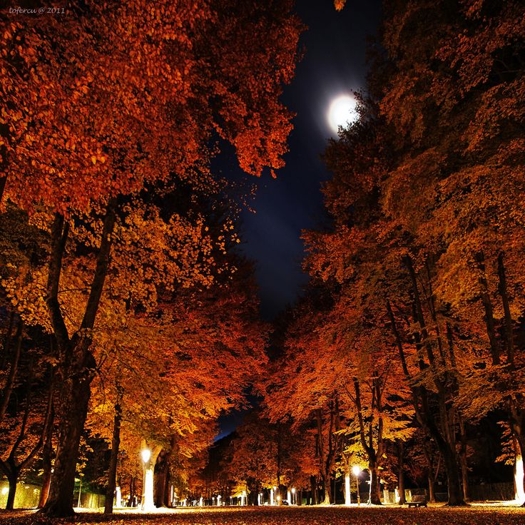autumn trees at night autumn trees at night