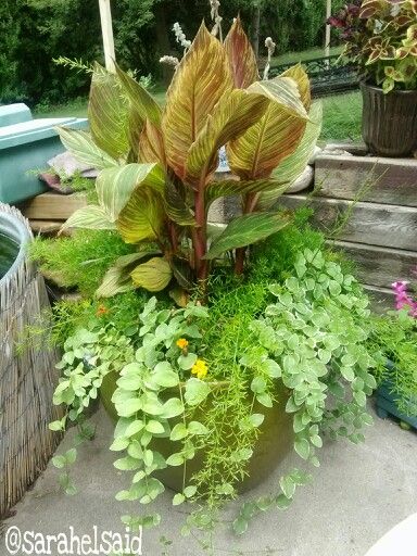 47 best Plants for Perennials images on Pinterest Container gardening Canna "tropicana" asparagus fern green vines The plants